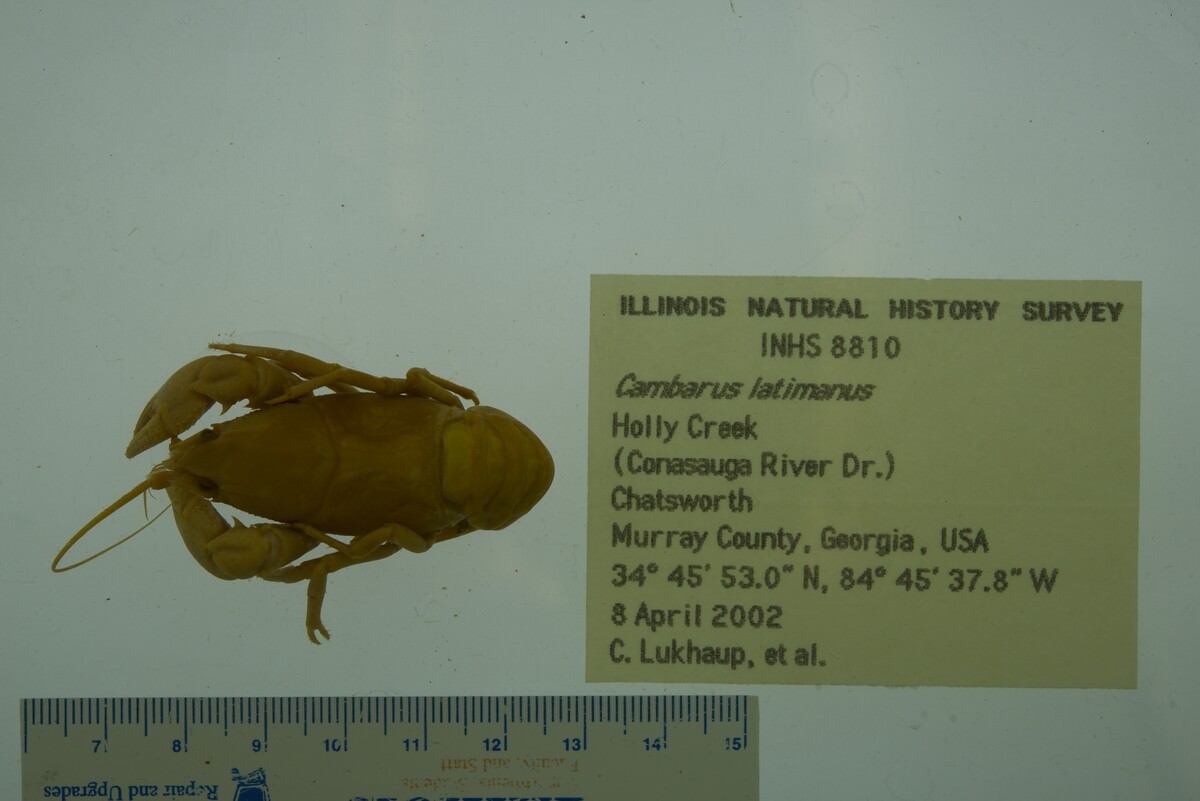 Cambarus latimanus image